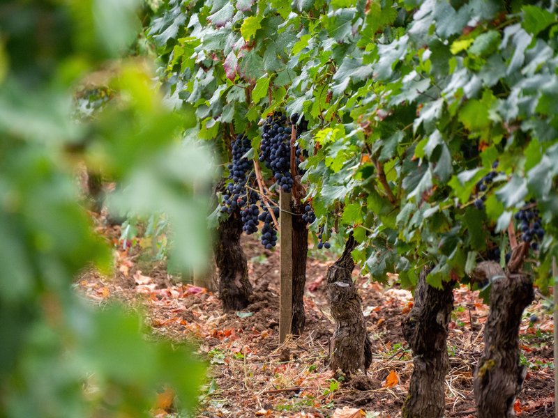Winery Tour